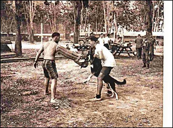 Training Sentry Dogs